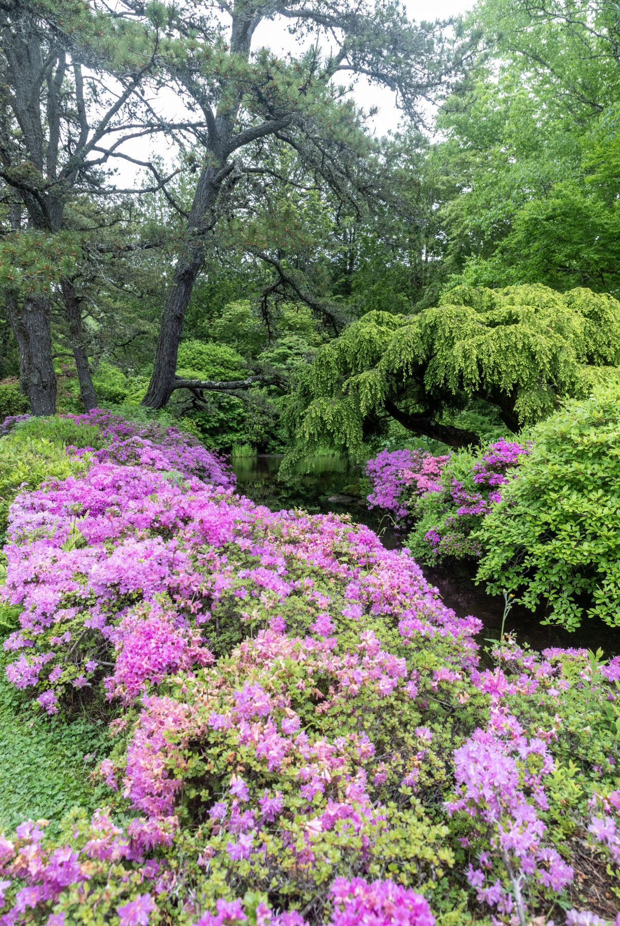 Asticou Azalea Garden Maine June 2024